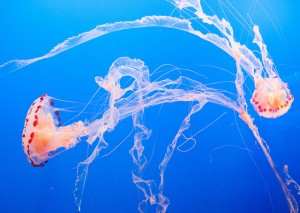 jellyfish